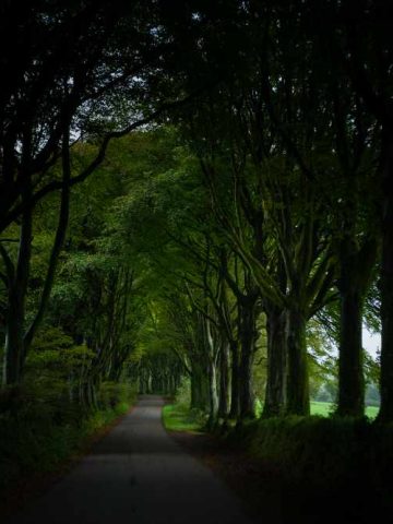 Das Bild Station Road von James Murray